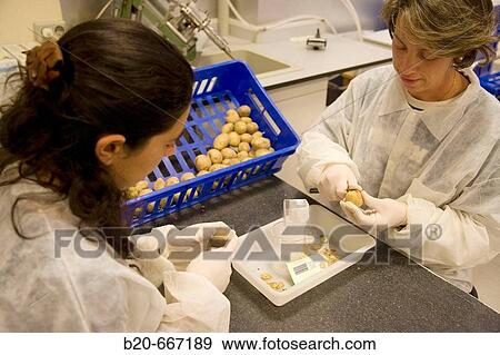 Stock Photo - Extraction of samples and bacteria detection in potatoes, Plant health laboratory. Neiker Tecnalia, Instituto de Investigaci? n y Desarrollo Agrario, Ganadero, Forestal y del Medio Natural, Arkaute, Alava, Euskadi, Spain.. Fotosearch
