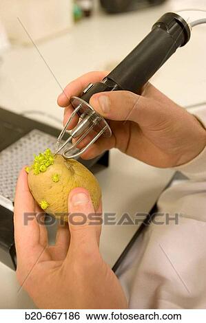 Extraction of samples and bacteria detection in potatoes, Plant health laboratory. Neiker Tecnalia, Instituto de Investigaci? n y Desarrollo Agrario, Ganadero, Forestal y del Medio Natural, Arkaute, Alava, Euskadi, Spain. View Large Photo Image Stock Photograph - Extraction of samples and bacteria detection in potatoes, Plant health laboratory. Neiker Tecnalia, Instituto de Investigaci? n y Desarrollo Agrario, Ganadero, Forestal y del Medio Natural, Arkaute, Alava, Euskadi, Spain.. Fotosearch