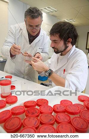 Extraction of samples. Forest pest. Entomology Laboratory, Neiker Tecnalia, Instituto de Investigaci? n y Desarrollo Agrario, Ganadero, Forestal y del Medio Natural, Arkaute, Alava, Euskadi, Spain. View Large Photo Image Stock Image - Extraction of samples. Forest pest. Entomology Laboratory, Neiker Tecnalia, Instituto de Investigaci? n y Desarrollo Agrario, Ganadero, Forestal y del Medio Natural, Arkaute, Alava, Euskadi, Spain.. Fotosearch