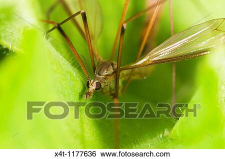Extreme close up of a Crane fly on leaf, Tipulidae species This one is in the process of mating View Large Photo Image Stock Photograph - Extreme close up of a Crane fly on leaf, Tipulidae species This one is in the process of mating. Fotosearch