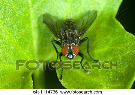 Extreme close up of a fly at rest on a leaf View Large Photo Image Stock Photograph - Extreme close up of a fly at rest on a leaf. Fotosearch
