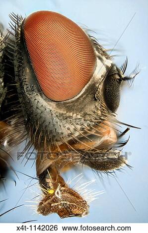 Extreme close up of a house-fly's head showing mouthparts used for sucking View Large Photo Image Stock Photograph - Extreme close up of a house-fly's head showing mouthparts used for sucking. Fotosearch
