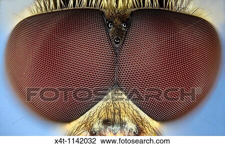 Stock Image - extreme close up of the eyes of the syrphid or hoverfly Eupeodes corollae. Fotosearch