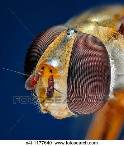 Stock Image - Extreme close up of the head of the syrphid or hover fly, Eupeodes luniger, showing the structure of the compound eyes. Fotosearch