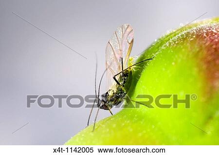 Stock Photography - Extreme close up of the Rose aphid Macrosiphum rosae on rosebud Winged female giving birth to offspring. Fotosearch