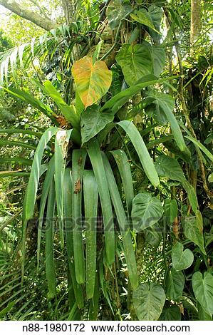 Stock Image - Exuberant tropical vegetation Caracas Venezuela.. Fotosearch