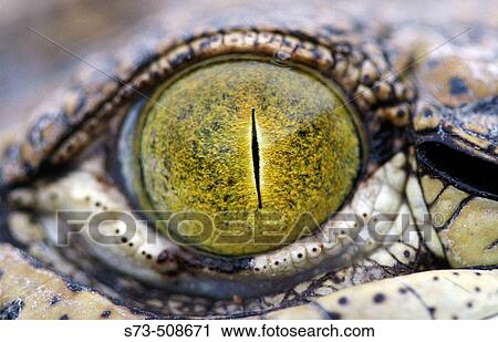 Stock Image - Eye of Spectacled Caiman (Caiman crocodilus). Fotosearch