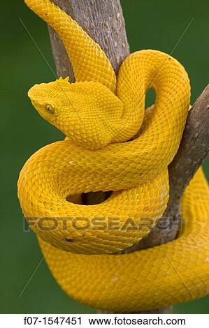Eyelash Palm-pitviper Bothriechis schlegeli. Costa Rica, captive, tropical rainforest, venomous View Large Photo Image Stock Image - Eyelash Palm-pitviper Bothriechis schlegeli. Costa Rica, captive, tropical rainforest, venomous. Fotosearch