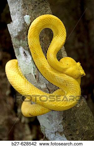 Eyelash Viper ( Bothriechis schlegelii ). Cahuita National Park. Costa Rica View Large Photo Image Stock Image - Eyelash Viper ( Bothriechis schlegelii ). Cahuita National Park. Costa Rica. Fotosearch