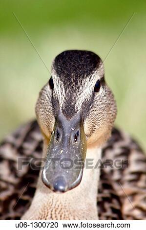 Face of a black duck. View Large Photo Image Stock Image - Face of a black duck.. Fotosearch