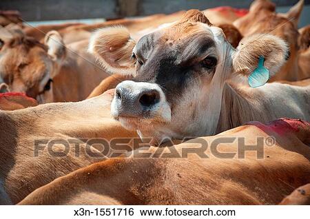 Face of dairy cow peeking above others in herd View Large Photo Image Stock Photograph - Face of dairy cow peeking above others in herd. Fotosearch