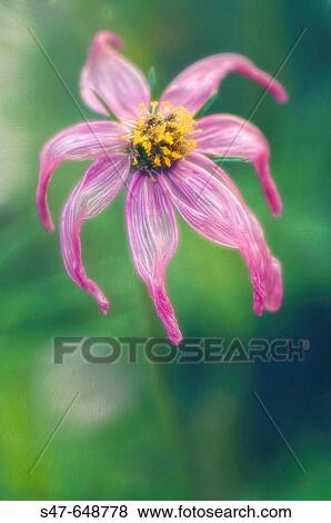 Fading Cosmos Flower. Cosmos bipinnatus. June 2006, Maryland, USA View Large Photo Image Stock Photo - Fading Cosmos Flower. Cosmos bipinnatus. June 2006, Maryland, USA. Fotosearch