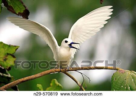 Fairy Tern (Gygis alba monte). Bird Islands. Seychelles View Large Photo Image Stock Photo - Fairy Tern (Gygis alba monte). Bird Islands. Seychelles. Fotosearch