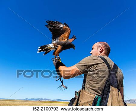 Stock Image - FALCONRY - Cetrer? a, Pancorbo, Burgos, Castilla y Leon, Spain, Europe.. Fotosearch