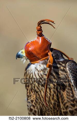 FALCONRY - Cetrer? a, Pancorbo, Burgos, Castilla y Leon, Spain, Europe. View Large Photo Image Stock Photo - FALCONRY - Cetrer? a, Pancorbo, Burgos, Castilla y Leon, Spain, Europe.. Fotosearch