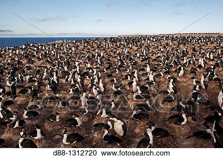 Stock Image - Falkland Islands, Pebble island, King Shag or Imperial Shag Phalacrocorax atriceps albiventer.. Fotosearch