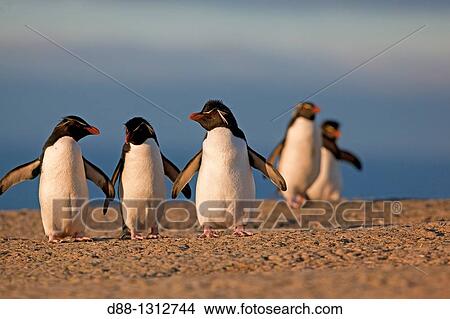 Falkland Islands, Pebble island, Rockhopper penguin Eudyptes chrysocome chrysocome. View Large Photo Image Picture - Falkland Islands, Pebble island, Rockhopper penguin Eudyptes chrysocome chrysocome.. Fotosearch