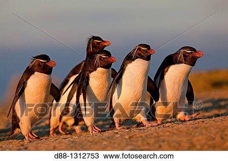 Falkland Islands, Pebble island, Rockhopper penguin Eudyptes chrysocome chrysocome. View Large Photo Image Stock Image - Falkland Islands, Pebble island, Rockhopper penguin Eudyptes chrysocome chrysocome.. Fotosearch