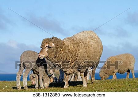 Falkland Islands, Pebble island, Domestic Sheep. View Large Photo Image Stock Image - Falkland Islands, Pebble island, Domestic Sheep.. Fotosearch