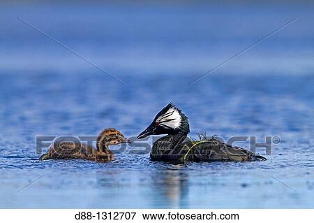 Falkland Islands, Pebble island, White-tufted Grebe Local name: Black grebe Podiceps rolland rolland or Rollandia rolland rolland. View Large Photo Image Stock Photo - Falkland Islands, Pebble island, White-tufted Grebe Local name: Black grebe Podiceps rolland rolland or Rollandia rolland rolland.. Fotosearch