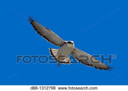 Falkland Islands, Pebble island, Variable Hawk or Red-backed HawkButeo polyosoma female. View Large Photo Image Stock Photo - Falkland Islands, Pebble island, Variable Hawk or Red-backed HawkButeo polyosoma female.. Fotosearch