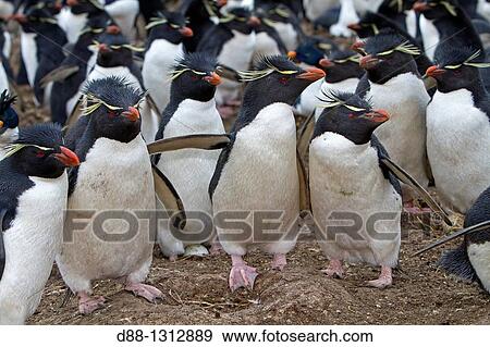 Falkland Islands, Pebble island, Rockhopper penguin Eudyptes chrysocome chrysocome. View Large Photo Image Stock Photo - Falkland Islands, Pebble island, Rockhopper penguin Eudyptes chrysocome chrysocome.. Fotosearch