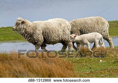 Stock Photograph - Falkland Islands, Pebble island, Domestic Sheep.. Fotosearch