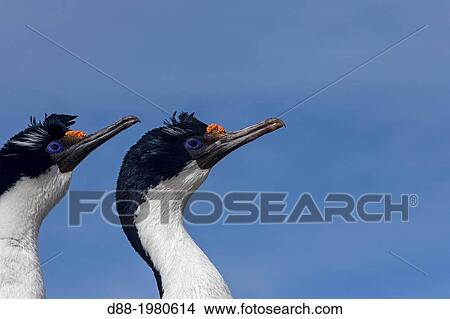 Picture - Falkland Islands, Saunders island, King Shag or Imperial Shag (Phalacrocorax atriceps albiventer ), couple.. Fotosearch