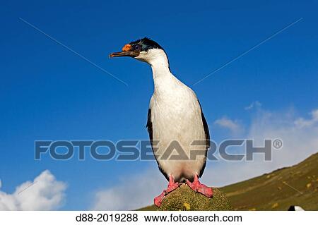 Stock Photo - Falkland Islands, Saunders island, King Shag or Imperial Shag Phalacrocorax atriceps albiventer,.. Fotosearch