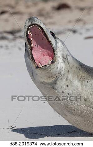 Falkland Islands, Saunders island, Leopard Seal Hydrurga leptonyx on the beach. View Large Photo Image Picture - Falkland Islands, Saunders island, Leopard Seal Hydrurga leptonyx on the beach.. Fotosearch