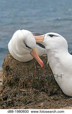 Falkland Islands, Saunders island, Black browed Albatross ( Thalassarche melanophrys ), couple displaying. View Large Photo Image Stock Image - Falkland Islands, Saunders island, Black browed Albatross ( Thalassarche melanophrys ), couple displaying.. Fotosearch