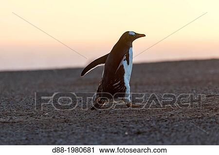 Stock Image - Falkland Islands, Saunders island, Gentoo Penguin? ( Pygoscelis papua papua ), on the beach.. Fotosearch