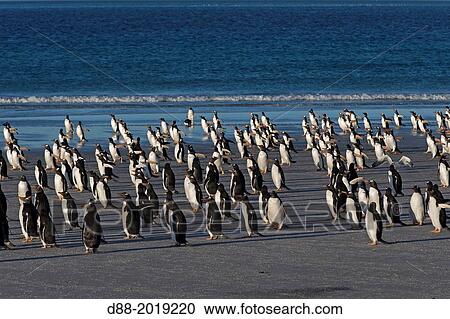 Falkland Islands, Saunders island, Gentoo Penguin Pygoscelis papua papua, on the beach. View Large Photo Image Stock Image - Falkland Islands, Saunders island, Gentoo Penguin Pygoscelis papua papua, on the beach.. Fotosearch
