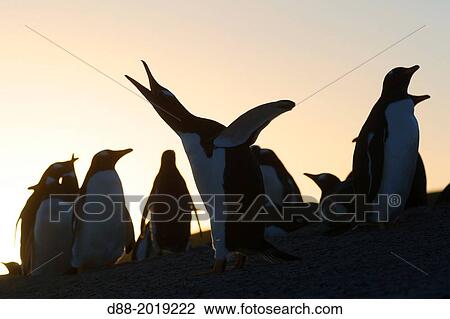 Stock Image - Falkland Islands, Saunders island, Gentoo Penguin Pygoscelis papua papua, on the beach.. Fotosearch