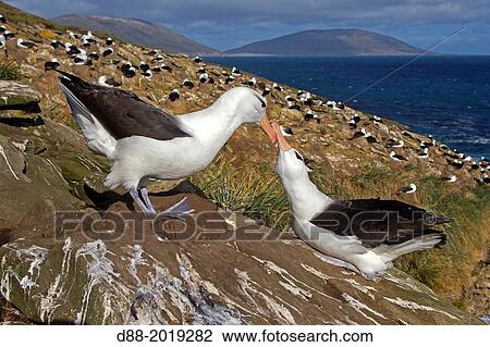 Stock Image - Falkland Islands, Saunders island, Black browed Albatross Thalassarche melanophrys, on the nest.. Fotosearch