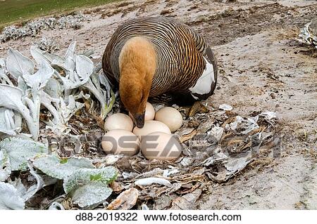 Stock Image - Falkland Islands, Saunders island, Upland Goose or Magellan Goose Chloephaga picta, on the nest.. Fotosearch
