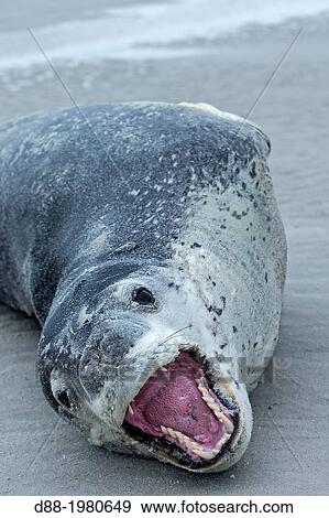 Stock Photo - Falkland Islands, Saunders island, Leopard Seal ( Hydrurga leptonyx ) on the beach, mouth open.. Fotosearch