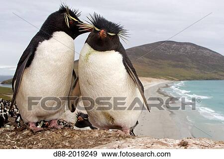 Stock Photo - Falkland Islands, Saunders island, Rockery, Rockhopper penguin Eudyptes chrysocome chrysocome.. Fotosearch