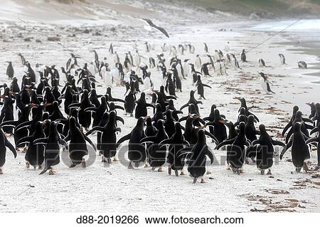 Stock Photograph - Falkland Islands, Saunders island, Gentoo Penguin Pygoscelis papua papua.. Fotosearch