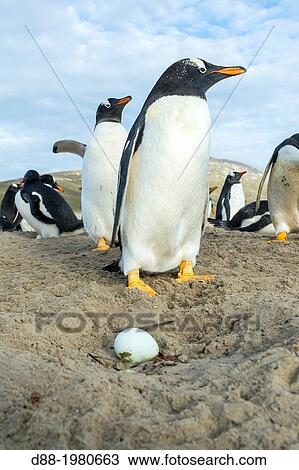 Stock Image - Falkland Islands, Saunders island, The Neck, Gentoo Penguin Pygoscelis papua papua, on the nest with egg.. Fotosearch