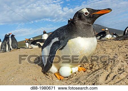 Falkland Islands, Saunders island, The Neck, Gentoo Penguin Pygoscelis papua papua, on the nest with egg. View Large Photo Image Stock Image - Falkland Islands, Saunders island, The Neck, Gentoo Penguin Pygoscelis papua papua, on the nest with egg.. Fotosearch
