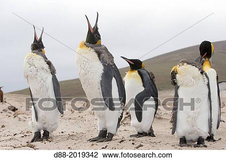 Stock Image - Falkland Islands, Saunders island, The Neck, King Penguin Aptenodytes patagonicus, adults moulting.. Fotosearch