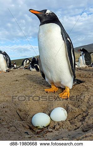 Stock Photo - Falkland Islands, Saunders island, The Neck, Gentoo Penguin Pygoscelis papua papua, on the nest with egg.. Fotosearch