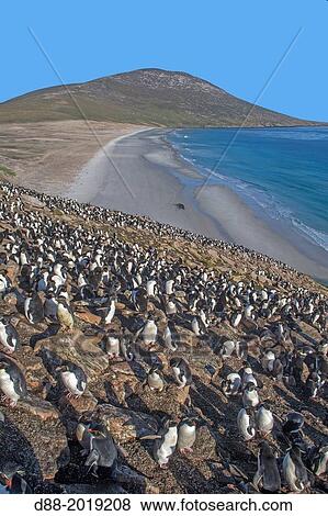 Stock Photo - Falkland Islands, Saunders island, The Neck, Rockhopper penguin Eudyptes chrysocome chrysocome.. Fotosearch