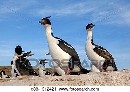 Falkland Islands, Sea LIon island, King Shag or Imperial Shag Phalacrocorax atriceps albiventer. View Large Photo Image Stock Image - Falkland Islands, Sea LIon island, King Shag or Imperial Shag Phalacrocorax atriceps albiventer.. Fotosearch