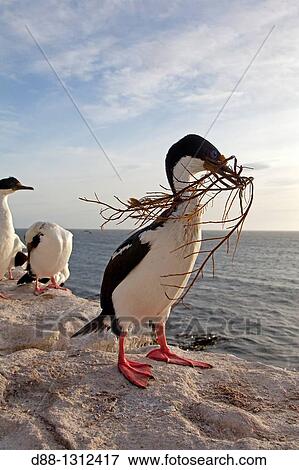 Falkland Islands, Sea LIon island, King Shag or Imperial Shag Phalacrocorax atriceps albiventer. View Large Photo Image Stock Photo - Falkland Islands, Sea LIon island, King Shag or Imperial Shag Phalacrocorax atriceps albiventer.. Fotosearch