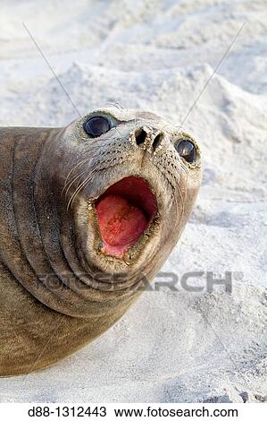 Falkland Islands, Sea LIon island, Southern Elephant Seal Mirounga leonina. View Large Photo Image Stock Image - Falkland Islands, Sea LIon island, Southern Elephant Seal Mirounga leonina.. Fotosearch