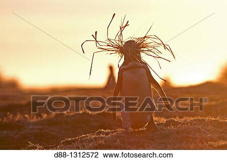 Falkland Islands, Sea LIon island, Magellanic Penguin Spheniscus magellanicus, bringing herbs for the nest, Order SPHENISCIFORMES, Family Spheniscidae. View Large Photo Image Stock Image - Falkland Islands, Sea LIon island, Magellanic Penguin Spheniscus magellanicus, bringing herbs for the nest, Order SPHENISCIFORMES, Family Spheniscidae.. Fotosearch