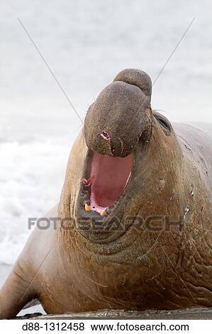 Falkland Islands, Sea LIon island, Southern Elephant Seal Mirounga leonina. View Large Photo Image Stock Photo - Falkland Islands, Sea LIon island, Southern Elephant Seal Mirounga leonina.. Fotosearch