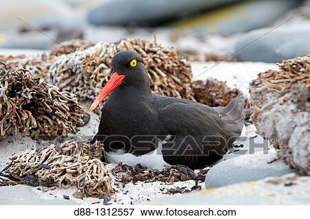 Falkland Islands, Sea LIon island, Magellanic Oystercatcher Haematopus leucopodus, Order: Charadriiformes, Family: Haematopodidae. View Large Photo Image Stock Photo - Falkland Islands, Sea LIon island, Magellanic Oystercatcher Haematopus leucopodus, Order: Charadriiformes, Family: Haematopodidae.. Fotosearch